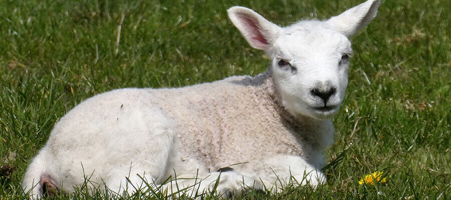 lammetje-schaap-texel