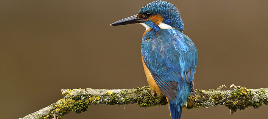 vogels-texel